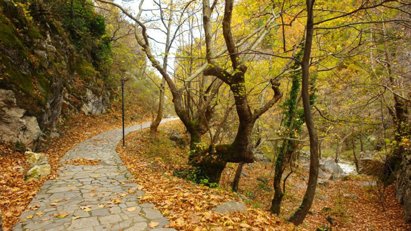 Paths Surrounded with Nature